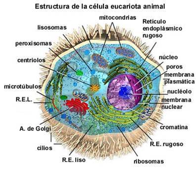 Celulas Eucariotas Que Son Partes Funcionamiento Tipos